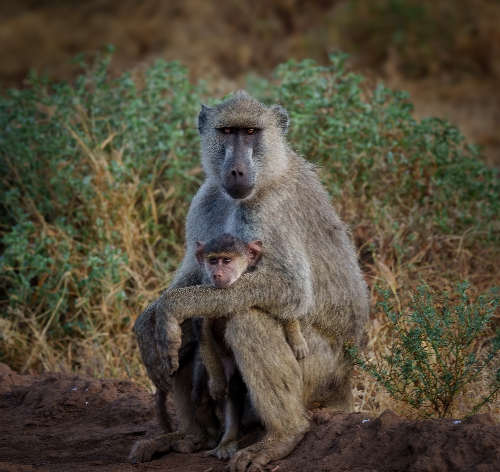 A baboon holding its baby